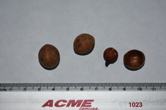 Calophyllum brasiliense