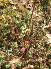 Ceratocapnos claviculata