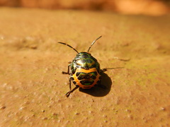 Chrysocoris stollii