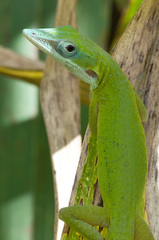 Anolis allisoni