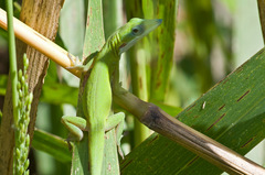 Anolis allisoni