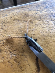 Sarifer flavirameus