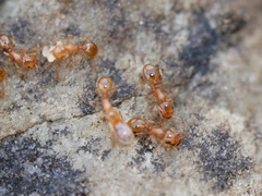 Temnothorax nitens