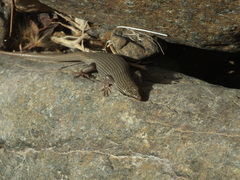 Trachylepis tessellata