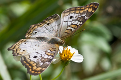 Anartia jatrophae