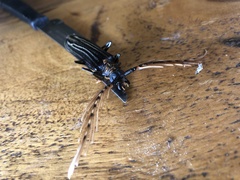Sarifer flavirameus