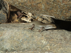 Trachylepis tessellata