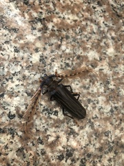 Sarifer flavirameus