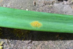 Melampsora galanthi-fragilis