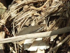 Trachylepis tessellata