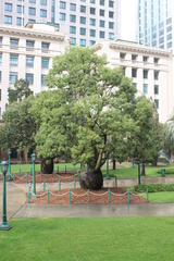 Brachychiton rupestris