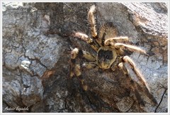 Polybetes pythagoricus