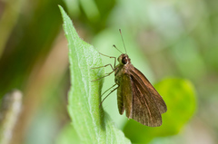 Synapte malitiosa