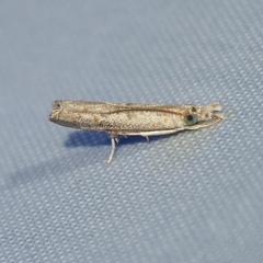 Culladia hastiferalis