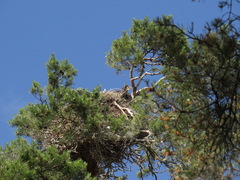 Phalacrocorax carbo