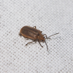 Galerucella grisescens