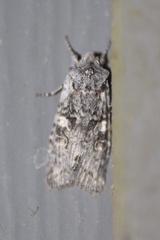 Lithophane pertorrida