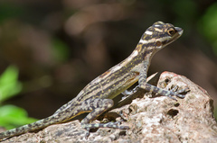 Anolis lucius