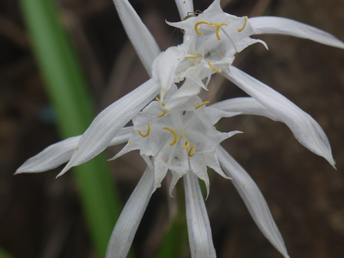 Pancratium triflorum (Pancratium triflorum)