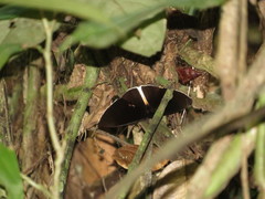 Lygniodes endoleucus