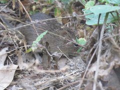 Sigmodon mascotensis