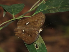 Adoliadini