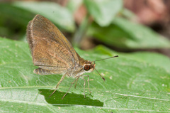 Synapte malitiosa