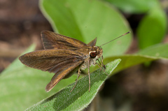 Synapte malitiosa