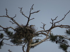 Phalacrocorax carbo