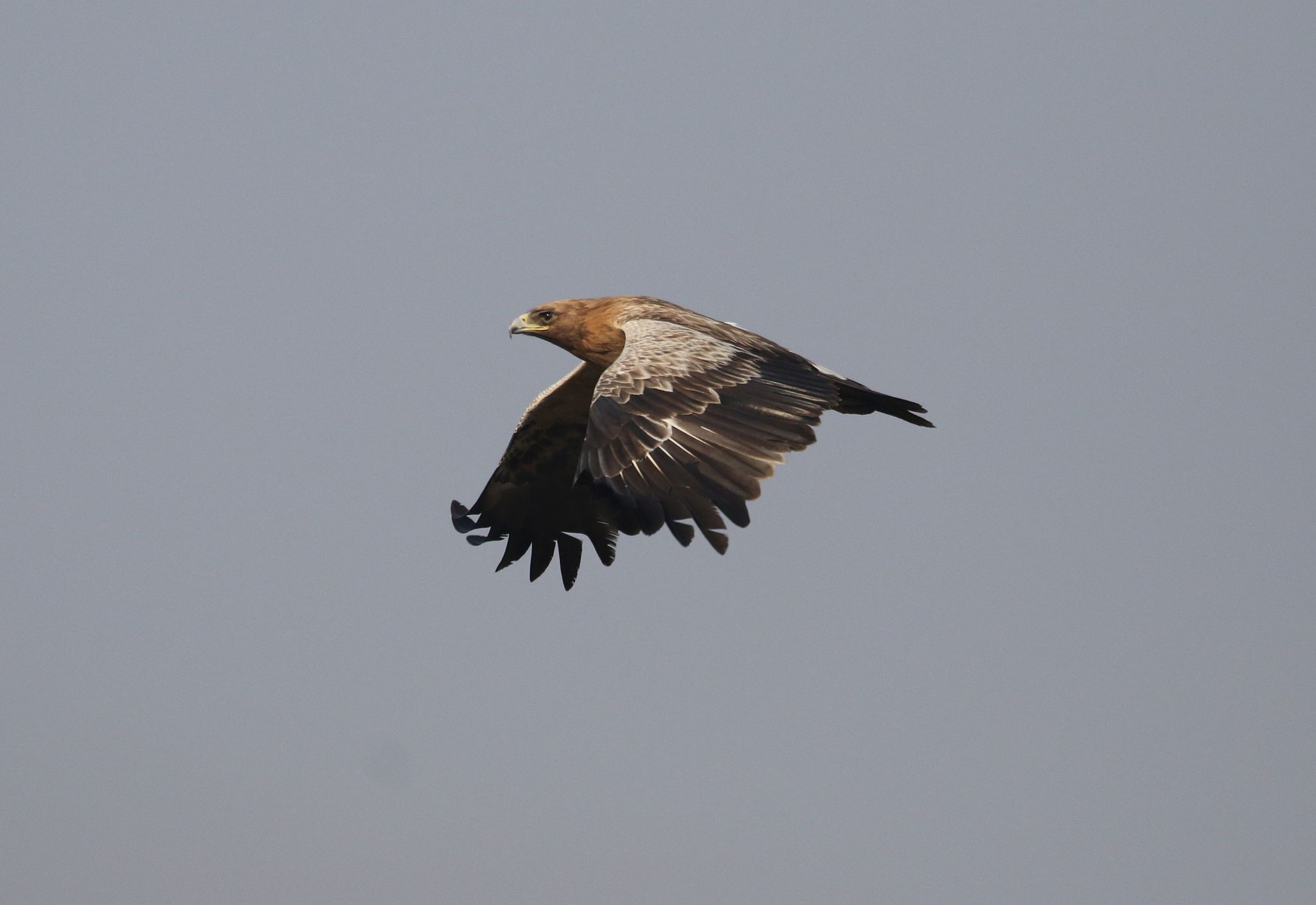 Booted Eagle