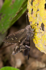 Thorybes dorantes santiago