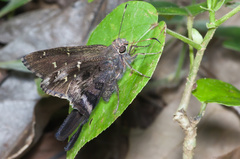 Thorybes dorantes santiago