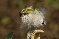 Asclepias curassavica