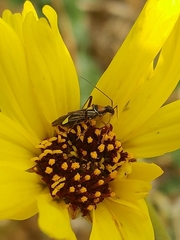 Closterocoris