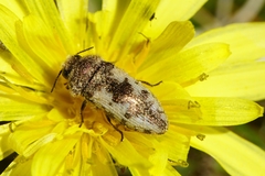 Acmaeodera pilosellae