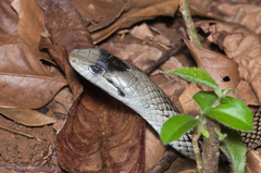 Cubophis cantherigerus
