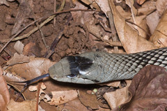Cubophis cantherigerus