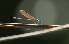 Argia albistigma