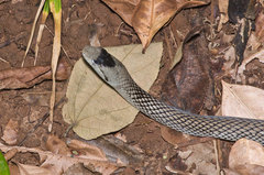 Cubophis cantherigerus