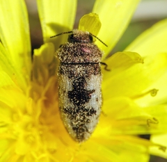 Acmaeodera pilosellae