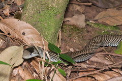 Cubophis cantherigerus