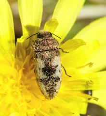 Acmaeodera pilosellae