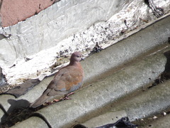 Streptopelia senegalensis
