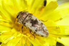 Acmaeodera pilosellae