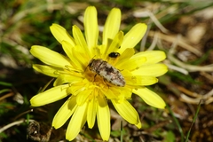 Acmaeodera pilosellae
