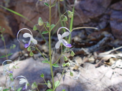 Trichostema arizonicum