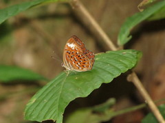 Taxila haquinus