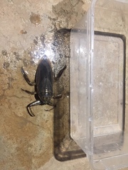 Lethocerus cordofanus