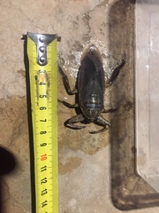 Lethocerus cordofanus