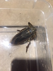 Lethocerus cordofanus